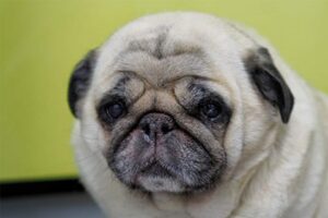 mops - syndrom oddechowy