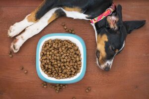 dieta domowa dla psa