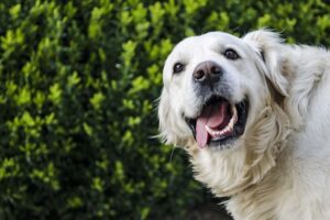 jak dbać o zęby psa