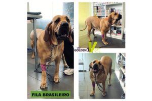 pies fila brasileiro