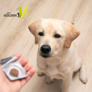 pies po usunięciu kleszcza