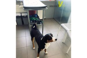 appenzeller pies pasterski