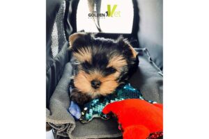 goldenvet-szczeniak-z-zabawka-w-transporterze szczeniak w transporterze