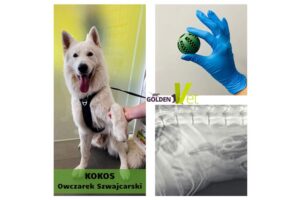 owczarek szwajcarski