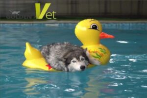 pies we wakacje w wodzie podczas upałów