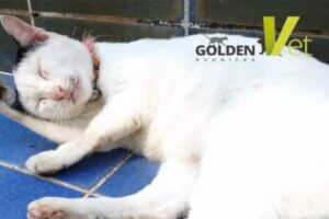 bialy-slodki-kot biały słodki kot