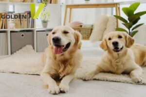 psy golden retriever