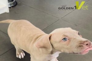 pasozyty-u-psa-1 pasożyty u psa