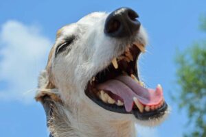 pielęgnacja jamy ustnej psa i kota