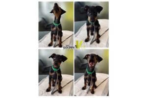 Manchester-Terrier manchester terrier