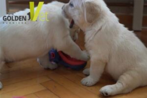 kalendarz szczepień dla szczeniaków, bawiące się szczeniaki