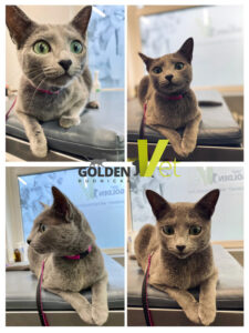 rosyjski-niebieski-kot-1 Rosyjski niebieski kot w gabinecie weterynaryjnym goldenvet wrocław