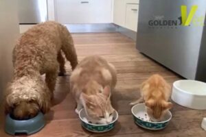 światowy dzień zwierząt