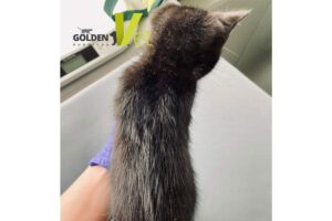 Wszoły u kota Gabinet weterynaryjny Goldenvet we Wrocławiu