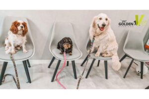 konsultacje kardiologiczne zwierząt