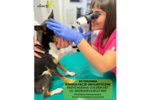 konsultacje okulistyczne u weterynarza