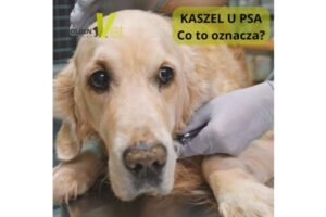 kaszel u psa