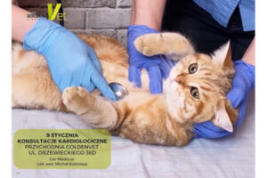 konsultacje kardiologiczne u weterynarza