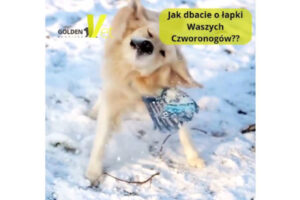 jak dbać o łapki psa