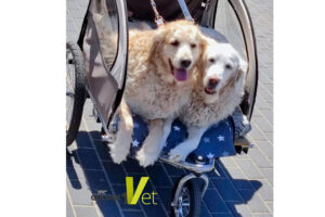 golden-retriever-1 międzynarodowy dzień golden retrievera