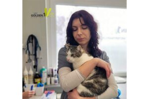 zapalenie trzustki u kota