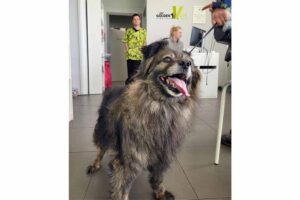 problemy psów ze stawami