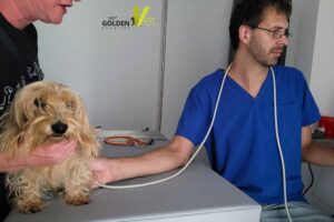 kardiologiczne problemy jamników