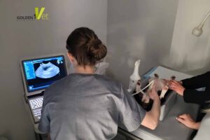 usg psa boston terrier