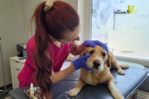 kłosy zbóż u psa Gigi