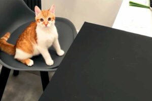 kot Stefan po szczepieniu dla kota