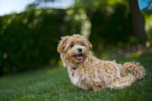 maltipoo na trawie