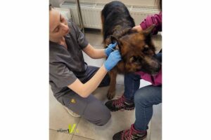 problemy skórne psa Reksa