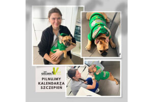 harmonogram szczepień, weterynarz trzyma psa po szczepieniu