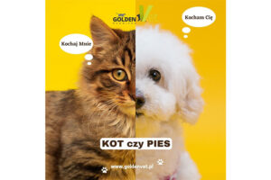 kot czy pies