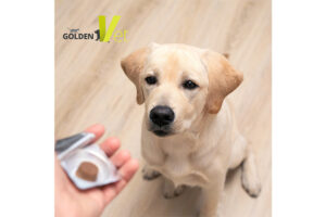 odrobaczanie psa i kota