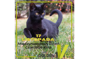 weterynarz wrocław dzień czarnego kota
