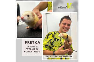 weterynarz zwierząt egzotycznych trzyma fretkę