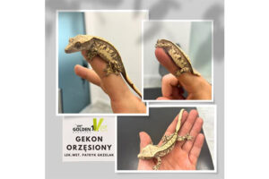 gekon orzęsiony u weterynarza we wrocławiu