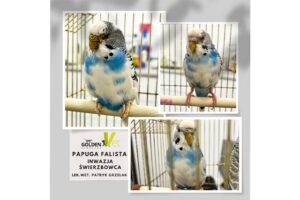papuga falista, weterynarz wroclaw radzi