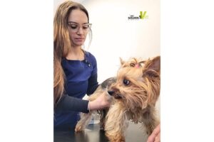 weterynarz i pies rasy york objawy niepokojące u psa