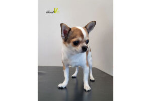 przeziębienie u psa rasy chihuahua